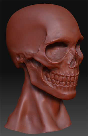 skullstudy.jpg