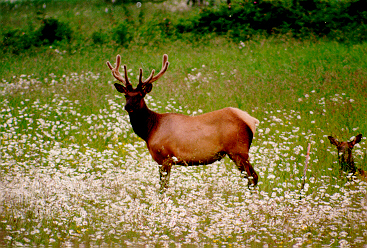 Elk outside of Sequim, WA