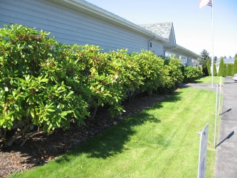 Fire Resistant plants for the landscape - Sequim Plants ...