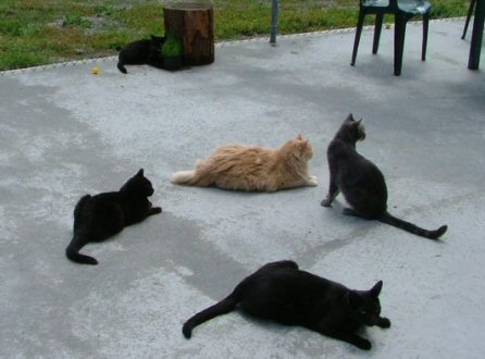 Five cats 'Take the Air' in the courtyard of Room B2.