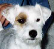 Cedarsprings Sophie