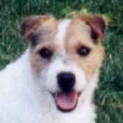 Graystone Wally