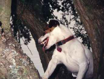 Kero in the tree