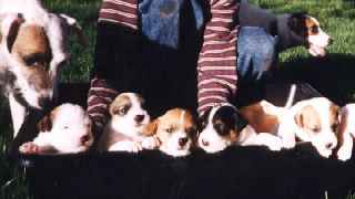 Puppies