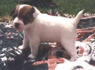 puppy