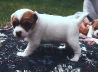 Puppy