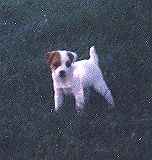Puppy