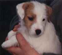 Puppy