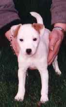 Puppy