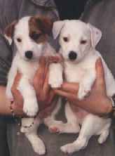 Puppies
