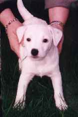 Puppy