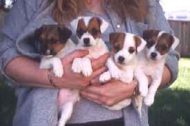 Puppies