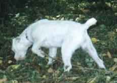 Sophie Hunting