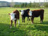 2010 Heifers.jpg (94218 bytes)