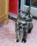 Elsa tiny 8-12-07.jpg (66591 bytes)