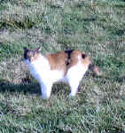 Missy_01-02-03A.JPG (69823 bytes)