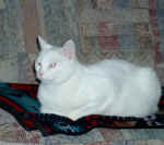 Rajah_2-19-05_for_web.jpg (36315 bytes)