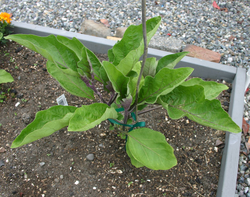 What is wrong with my eggplant leaves?