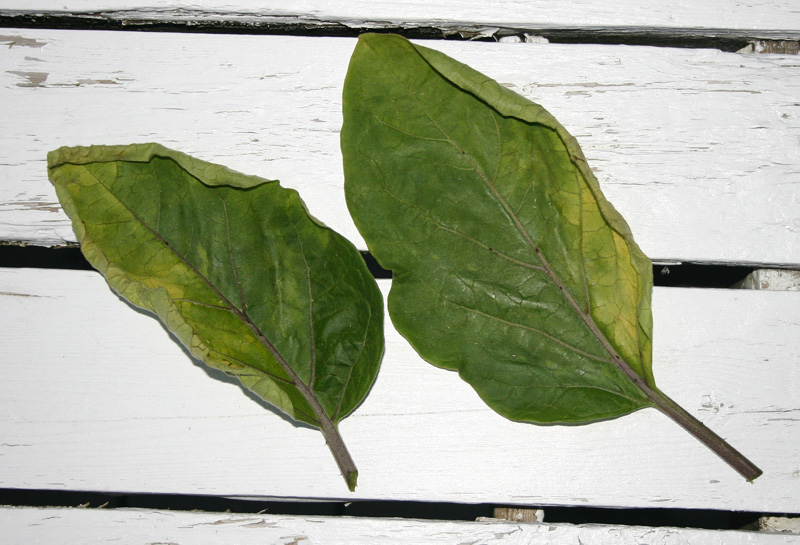 What is wrong with my eggplant leaves?