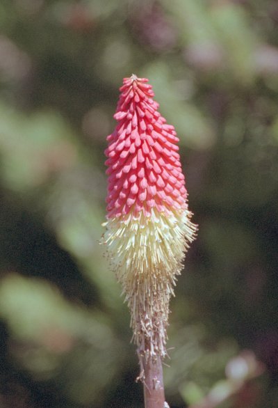 Fire Plant